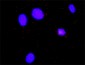 HCLS1 Antibody (monoclonal) (M02)