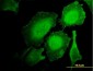 HCLS1 Antibody (monoclonal) (M06)