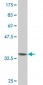 HCLS1 Antibody (monoclonal) (M06)