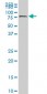 HCLS1 Antibody (monoclonal) (M06)