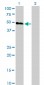 HCRTR2 Antibody (monoclonal) (M01)