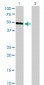 HCRTR2 Antibody (monoclonal) (M01)