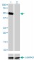 HCRTR2 Antibody (monoclonal) (M01)