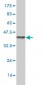 HD Antibody (monoclonal) (M11)