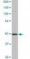 HD Antibody (monoclonal) (M11)