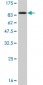 HDAC1 Antibody (monoclonal) (M02)