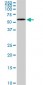 HDAC1 Antibody (monoclonal) (M02)