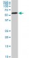 HDAC1 Antibody (monoclonal) (M02)