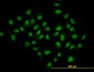 HDAC1 Antibody (monoclonal) (M02)
