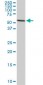 HDAC1 Antibody (monoclonal) (M06)