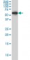 HDAC1 Antibody (monoclonal) (M06)