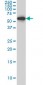 HDAC1 Antibody (monoclonal) (M06)