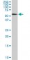 HDAC1 Antibody (monoclonal) (M06)