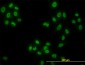 HDAC1 Antibody (monoclonal) (M11)