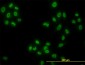 HDAC1 Antibody (monoclonal) (M11)