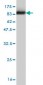 HDAC1 Antibody (monoclonal) (M11)