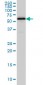 HDAC1 Antibody (monoclonal) (M11)