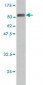 HDAC1 Antibody (monoclonal) (M14)