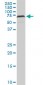 HDAC1 Antibody (monoclonal) (M14)