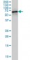 HDAC1 Antibody (monoclonal) (M14)