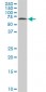 HDAC1 Antibody (monoclonal) (M14)