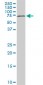 HDAC1 Antibody (monoclonal) (M14)