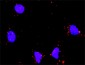 HDAC1 Antibody (monoclonal) (M14)