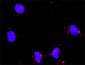 HDAC1 Antibody (monoclonal) (M14)