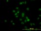 HDAC1 Antibody (monoclonal) (M14)