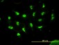 HDAC11 Antibody (monoclonal) (M01)