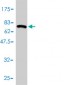 HDAC11 Antibody (monoclonal) (M01)