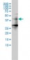 HDAC11 Antibody (monoclonal) (M01)