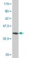 HDAC3 Antibody (monoclonal) (M03)