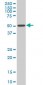 HDAC3 Antibody (monoclonal) (M03)