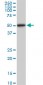 HDAC3 Antibody (monoclonal) (M03)