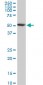 HDAC3 Antibody (monoclonal) (M03)