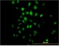 HDAC3 Antibody (monoclonal) (M03)