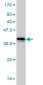 HDAC5 Antibody (monoclonal) (M01)