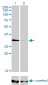 HDAC7A Antibody (monoclonal) (M01)