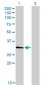 HDAC7A Antibody (monoclonal) (M01)