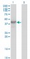 HDAC8 Antibody (monoclonal) (M01)