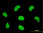 HDGFRP3 Antibody (monoclonal) (M01)