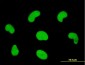 HDGFRP3 Antibody (monoclonal) (M01)