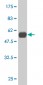 HDGFRP3 Antibody (monoclonal) (M01)