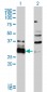 HDGFRP3 Antibody (monoclonal) (M01)