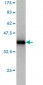 HEAB Antibody (monoclonal) (M01)