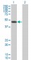 HEAB Antibody (monoclonal) (M01)