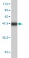 HECW2 Antibody (monoclonal) (M01)