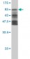 HERPUD1 Antibody (monoclonal) (M01)