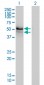 HERPUD1 Antibody (monoclonal) (M01)